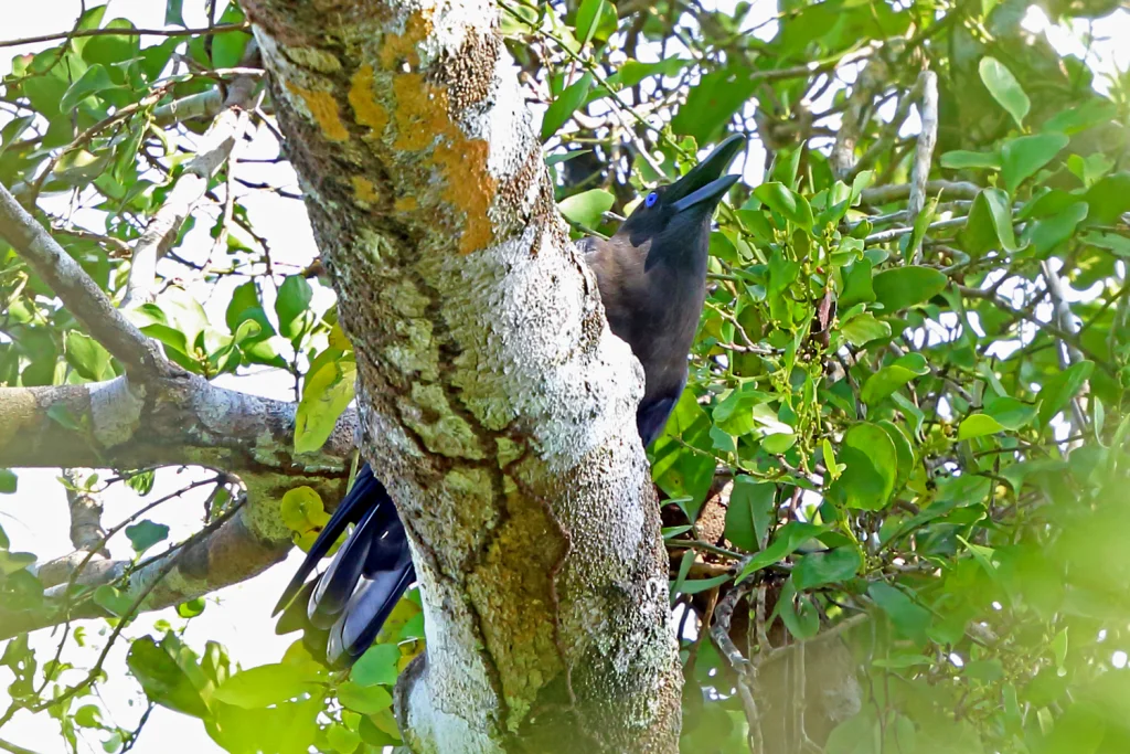 棕头乌鸦(Corvus fuscicapillus)