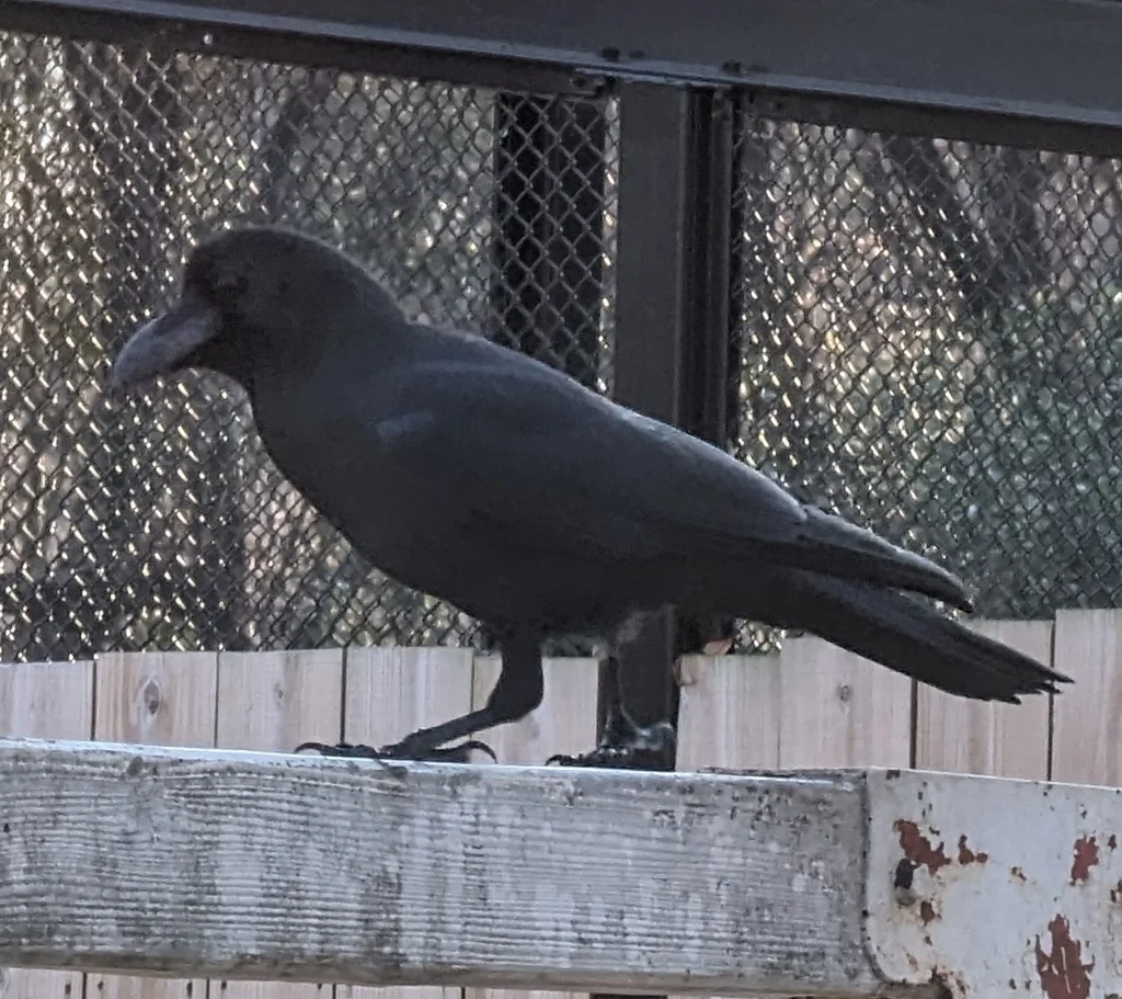 大嘴乌鸦(Corvus macrorhynchos)