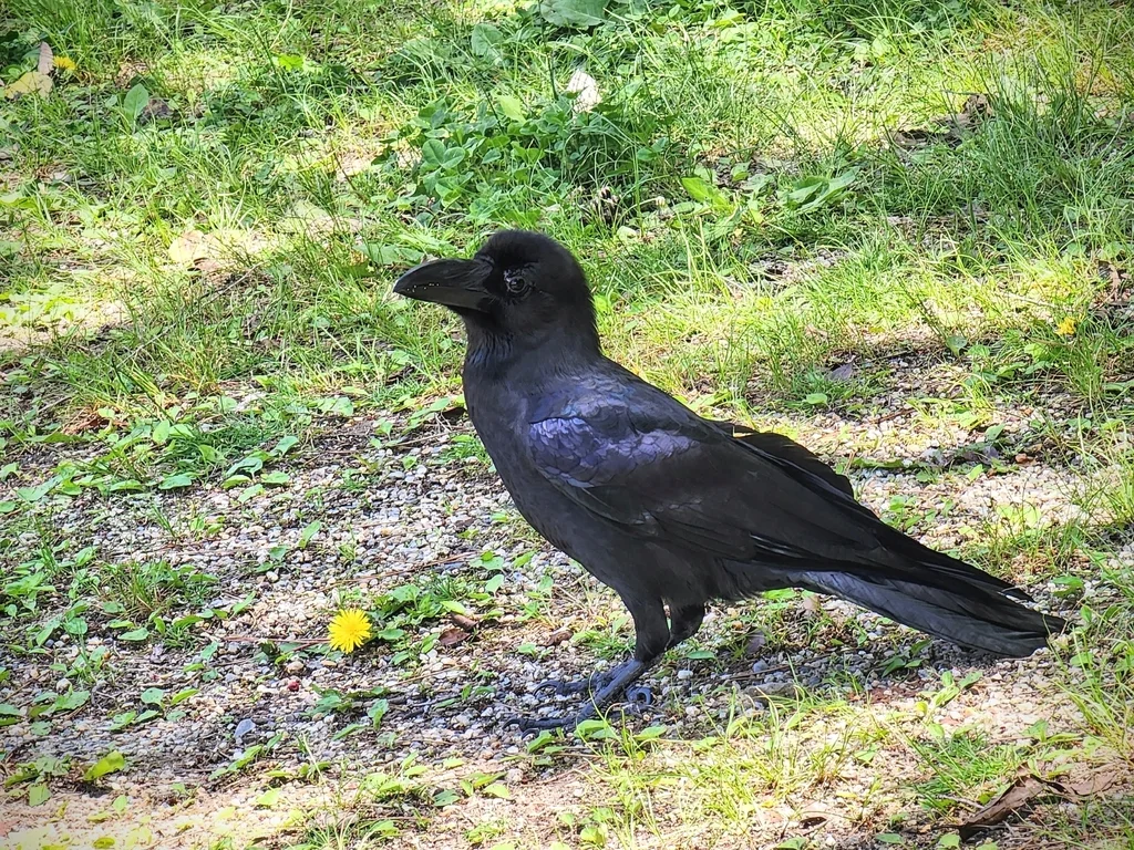 大嘴乌鸦(Corvus macrorhynchos)