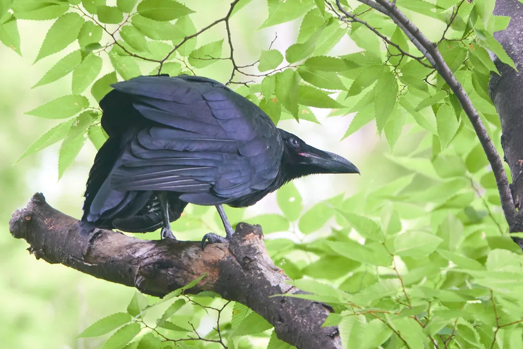 大嘴乌鸦(Corvus macrorhynchos)