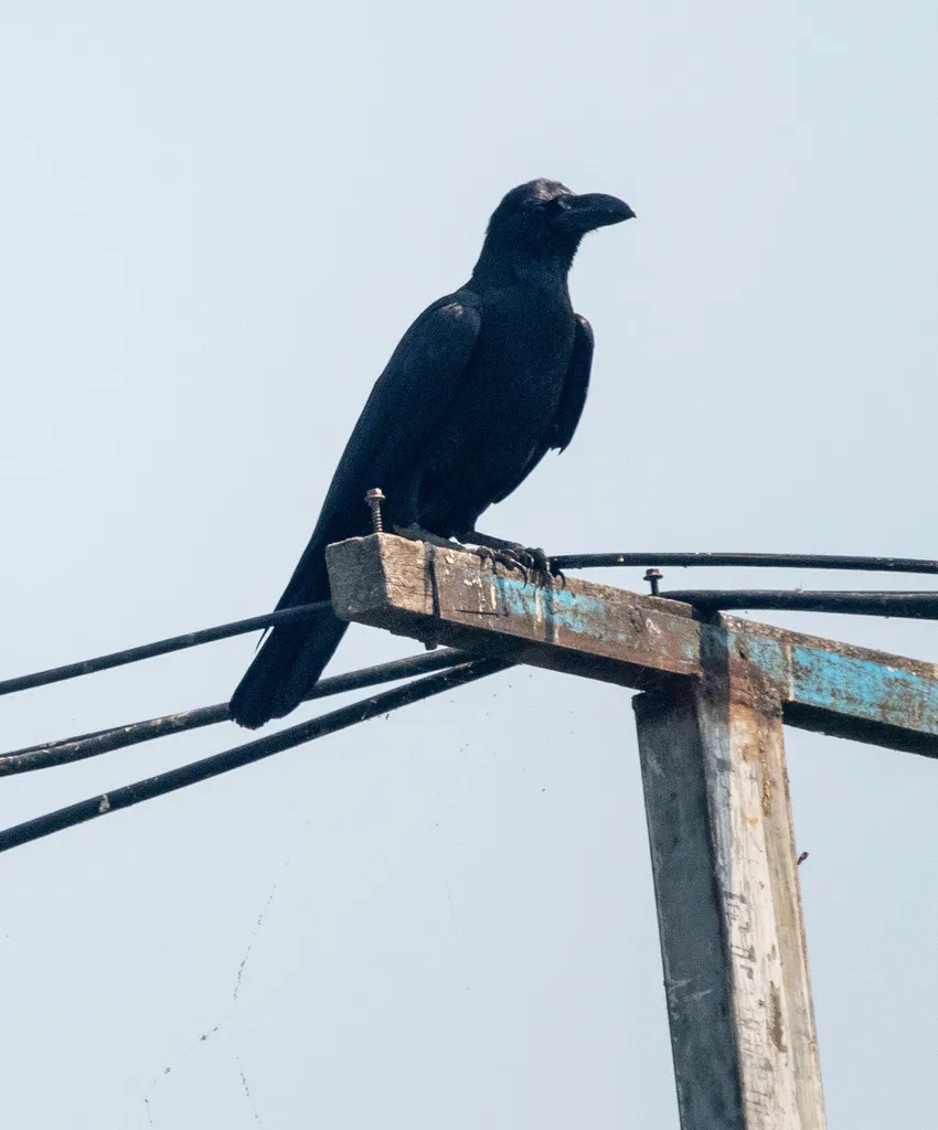 大嘴乌鸦(Corvus macrorhynchos)