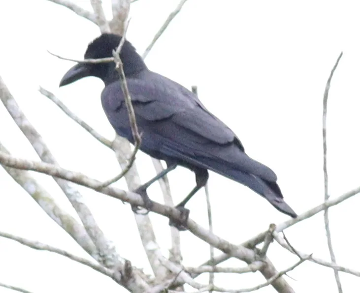 大嘴乌鸦(Corvus macrorhynchos)