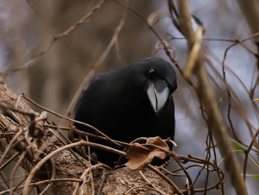 大嘴乌鸦(Corvus macrorhynchos)