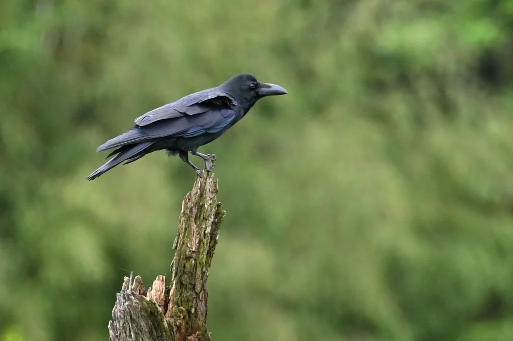 大嘴乌鸦(Corvus macrorhynchos)