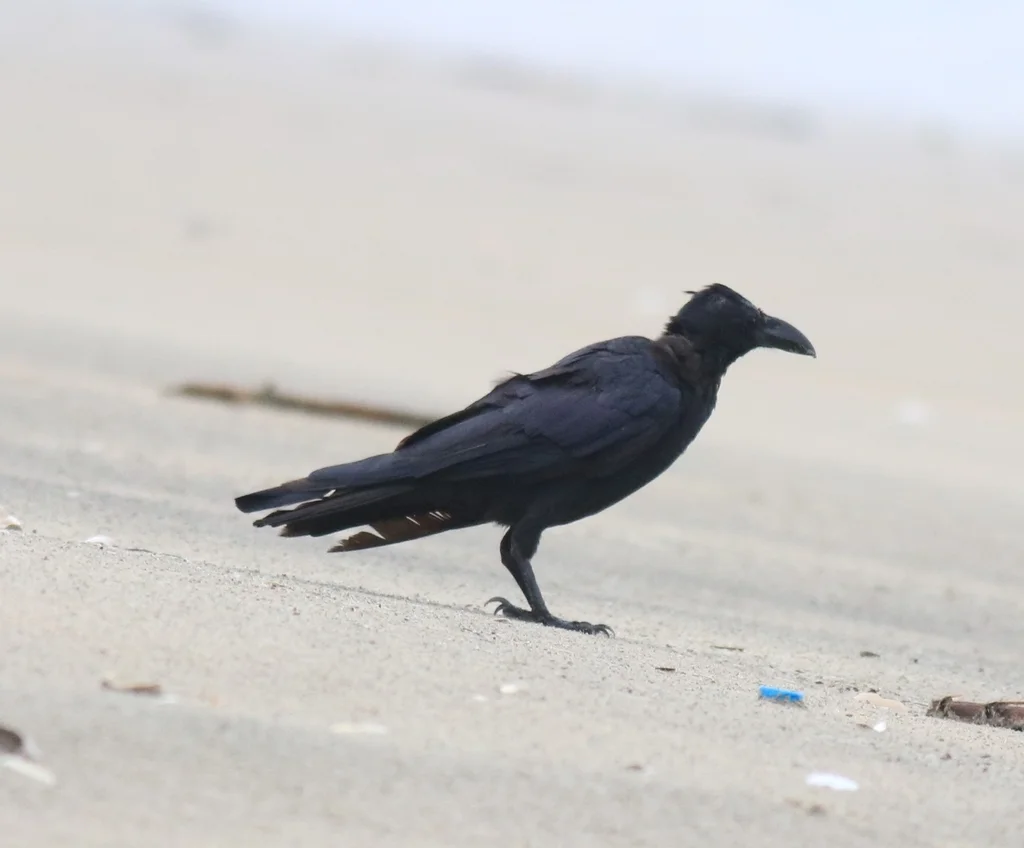 大嘴乌鸦(Corvus macrorhynchos)