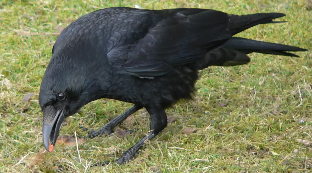 布岛乌鸦(Corvus meeki)