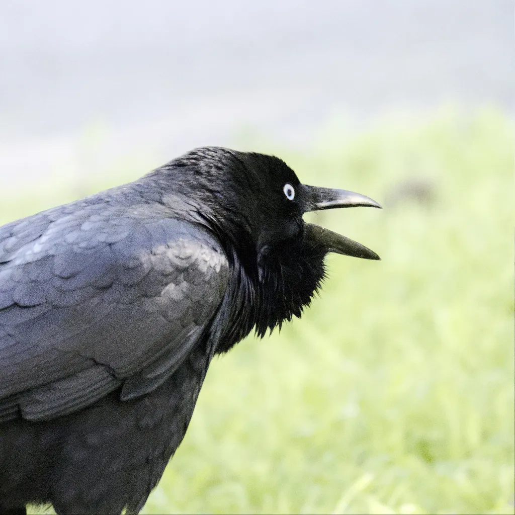 小渡鸦(Corvus mellori)