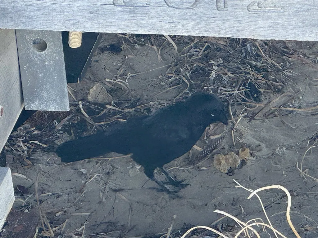 小渡鸦(Corvus mellori)
