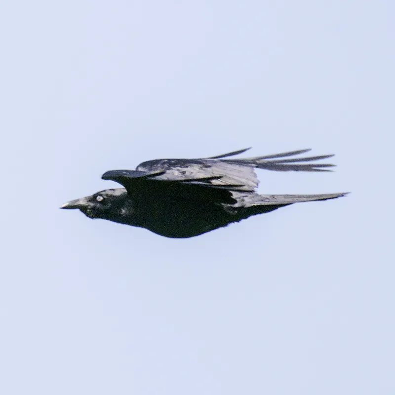 小渡鸦(Corvus mellori)