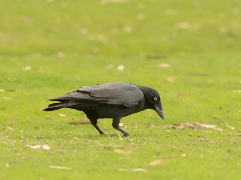 小渡鸦(Corvus mellori)