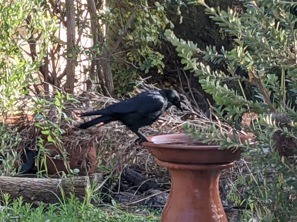 小渡鸦(Corvus mellori)