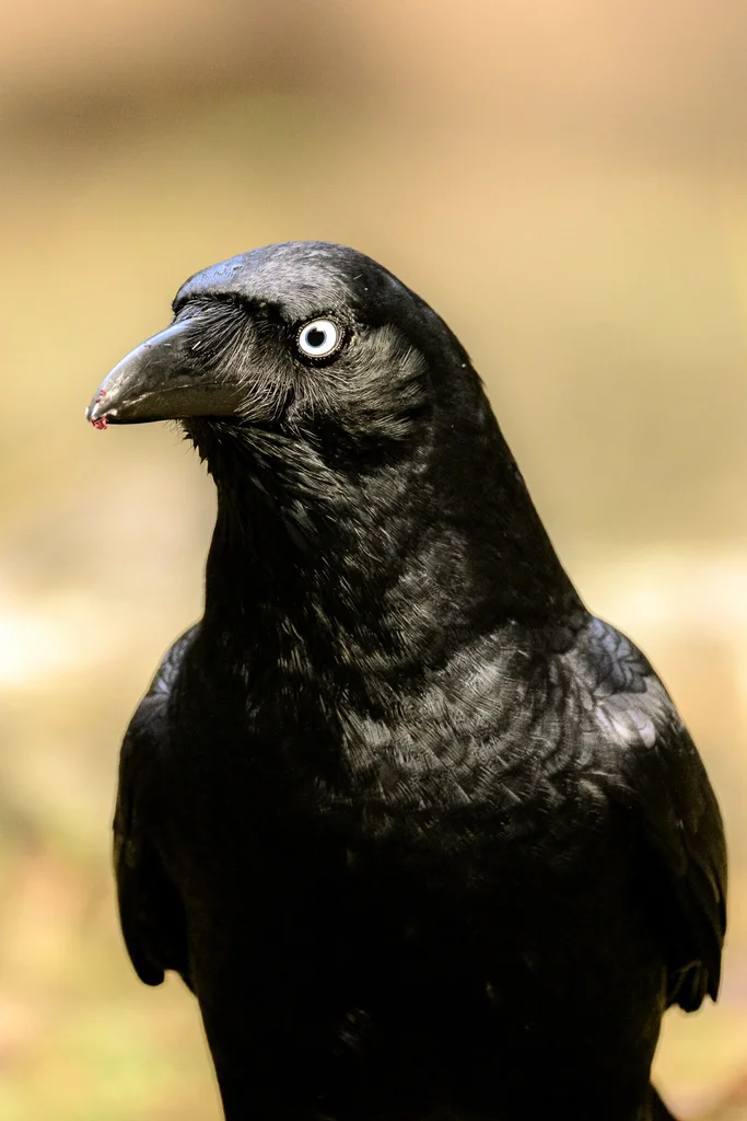 澳洲鸦(Corvus orru)
