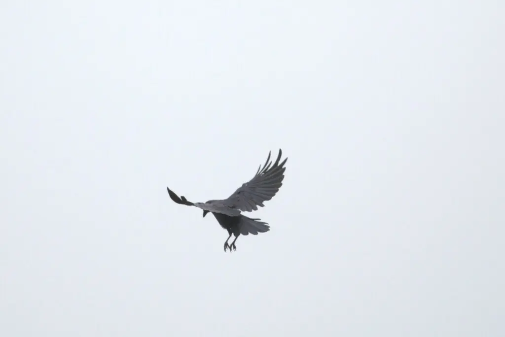 澳洲鸦(Corvus orru)