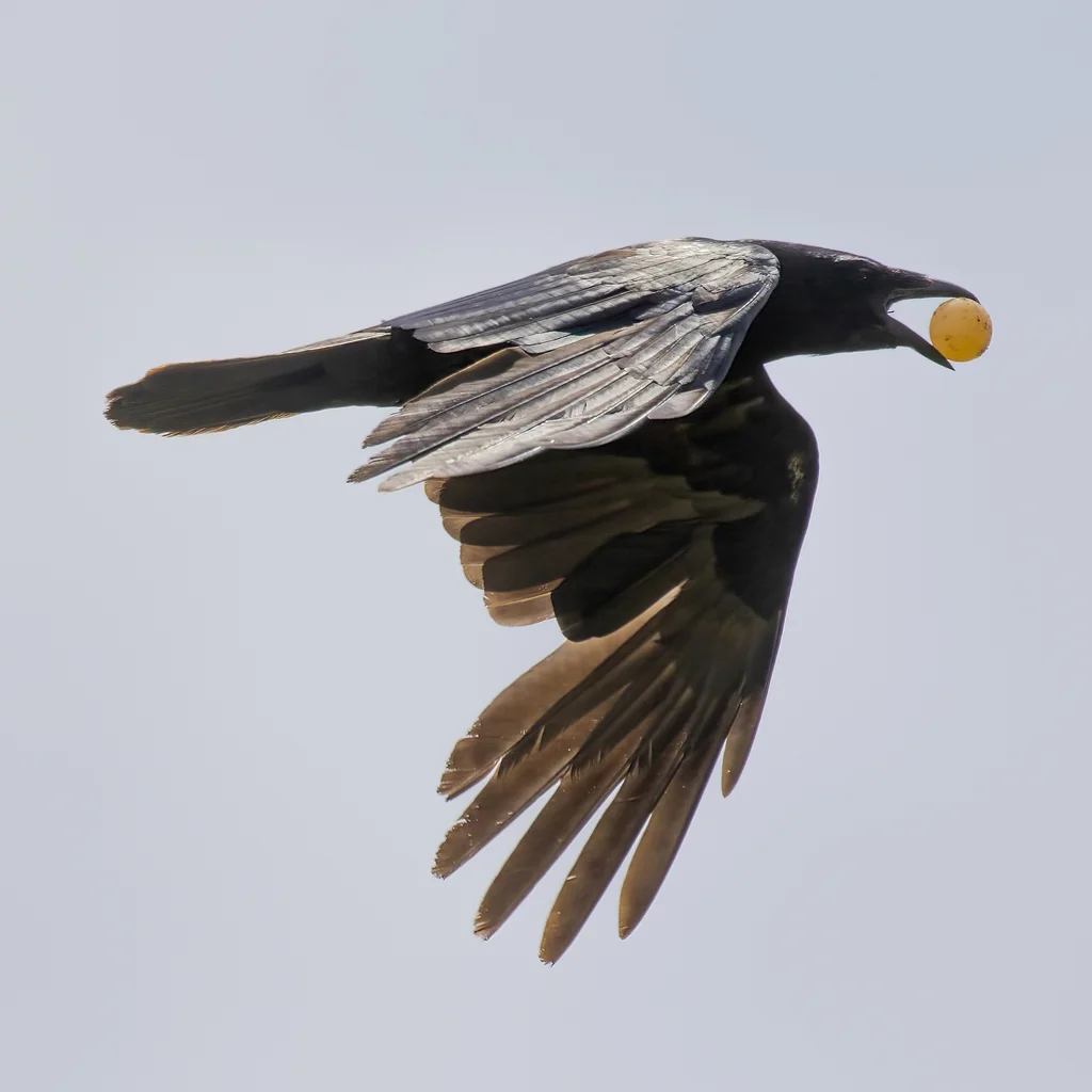 鱼鸦(Corvus ossifragus)