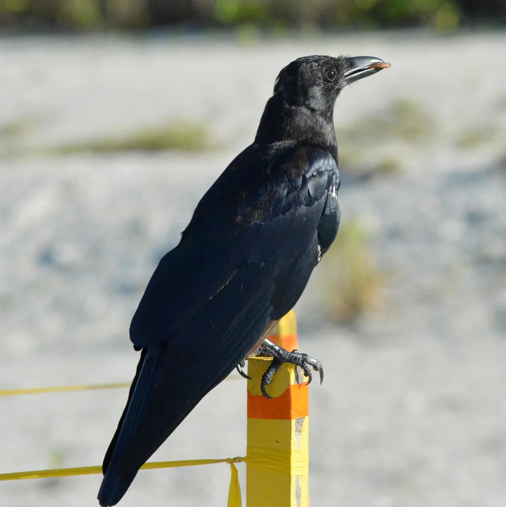 鱼鸦(Corvus ossifragus)