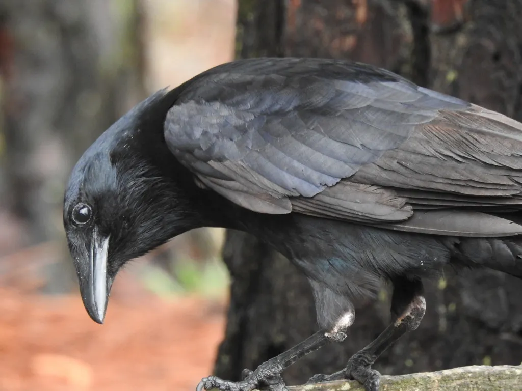鱼鸦(Corvus ossifragus)