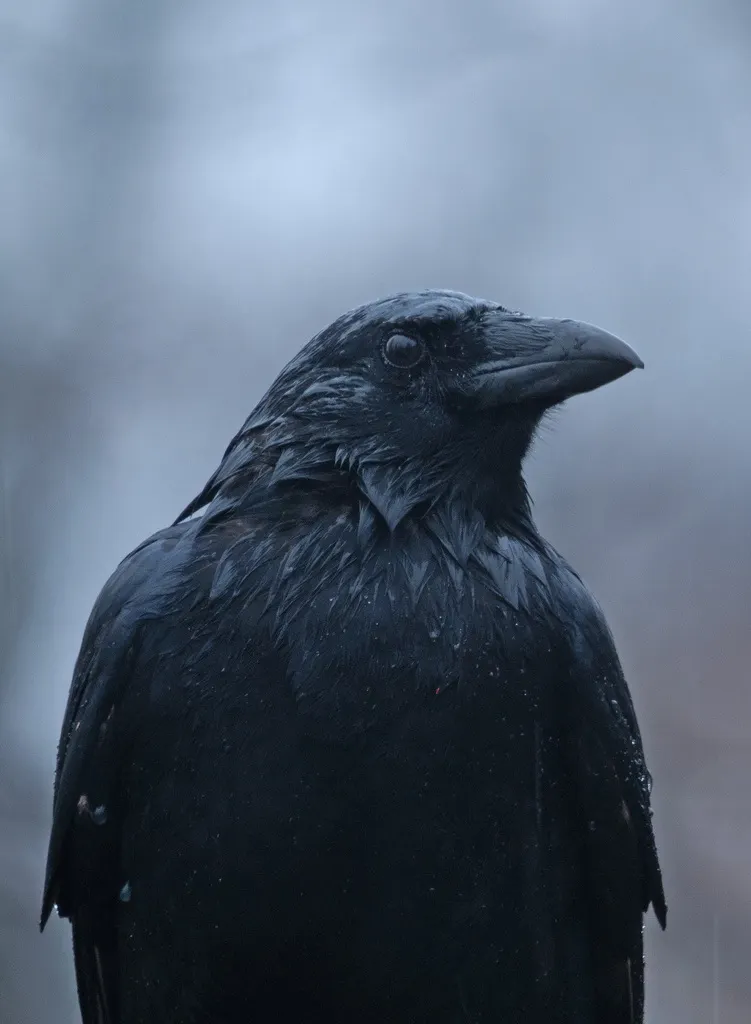 鱼鸦(Corvus ossifragus)
