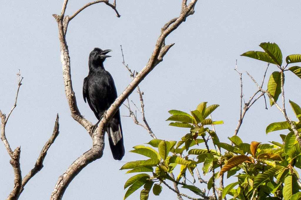 菲律宾丛林鸦(Corvus philippinus)