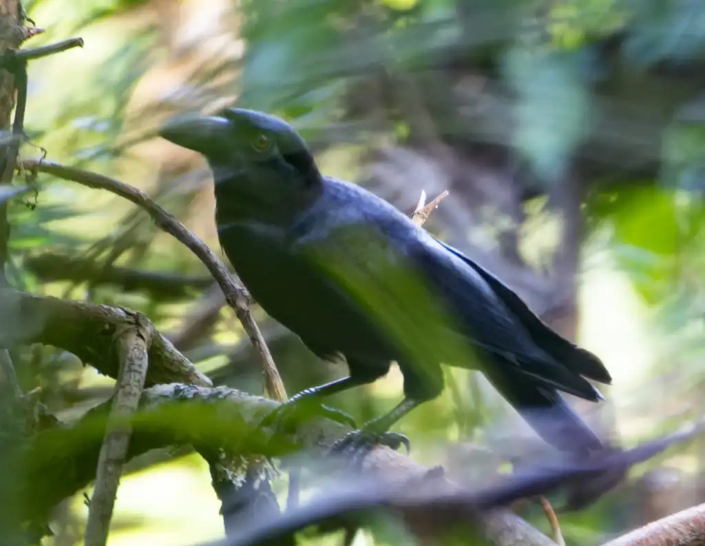 小乌鸦(Corvus samarensis)