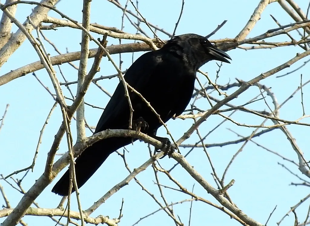 西纳劳乌鸦(Corvus sinaloae)