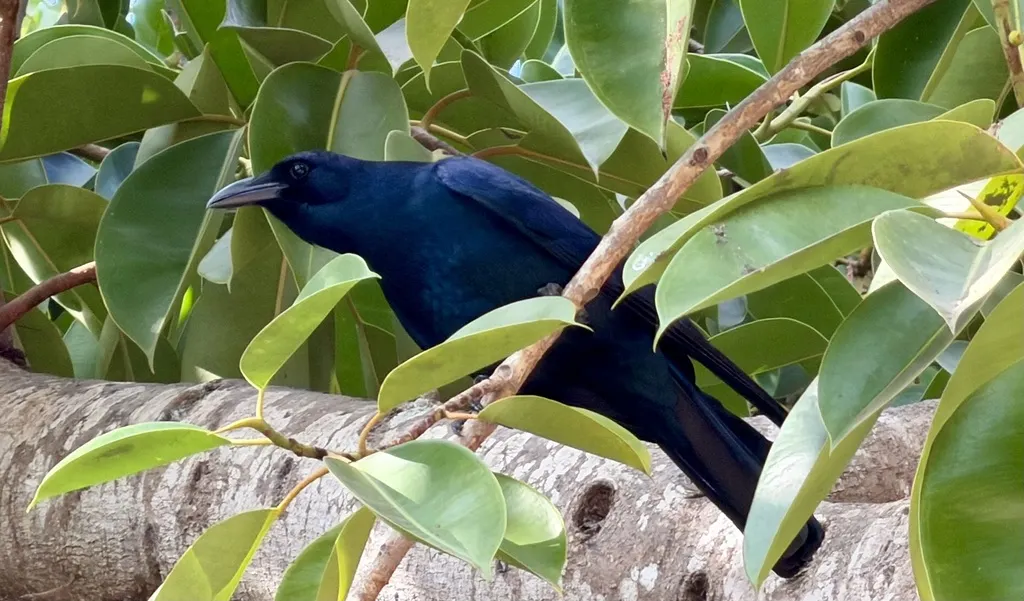 西纳劳乌鸦(Corvus sinaloae)