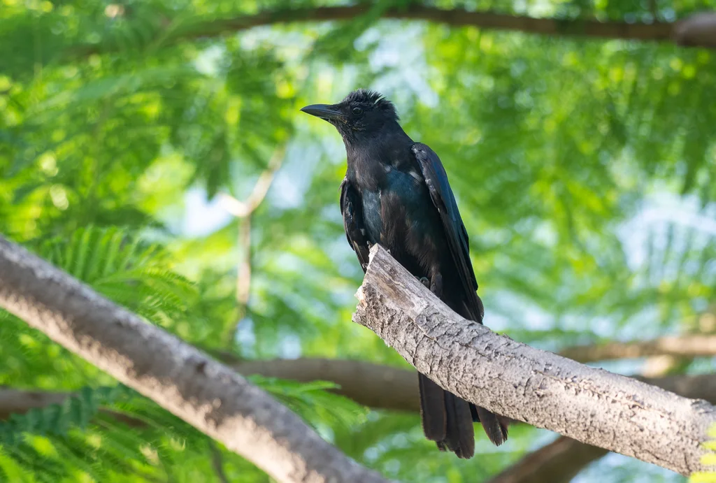 西纳劳乌鸦(Corvus sinaloae)