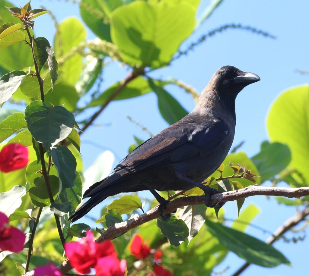 家鸦（Corvus splendens）
