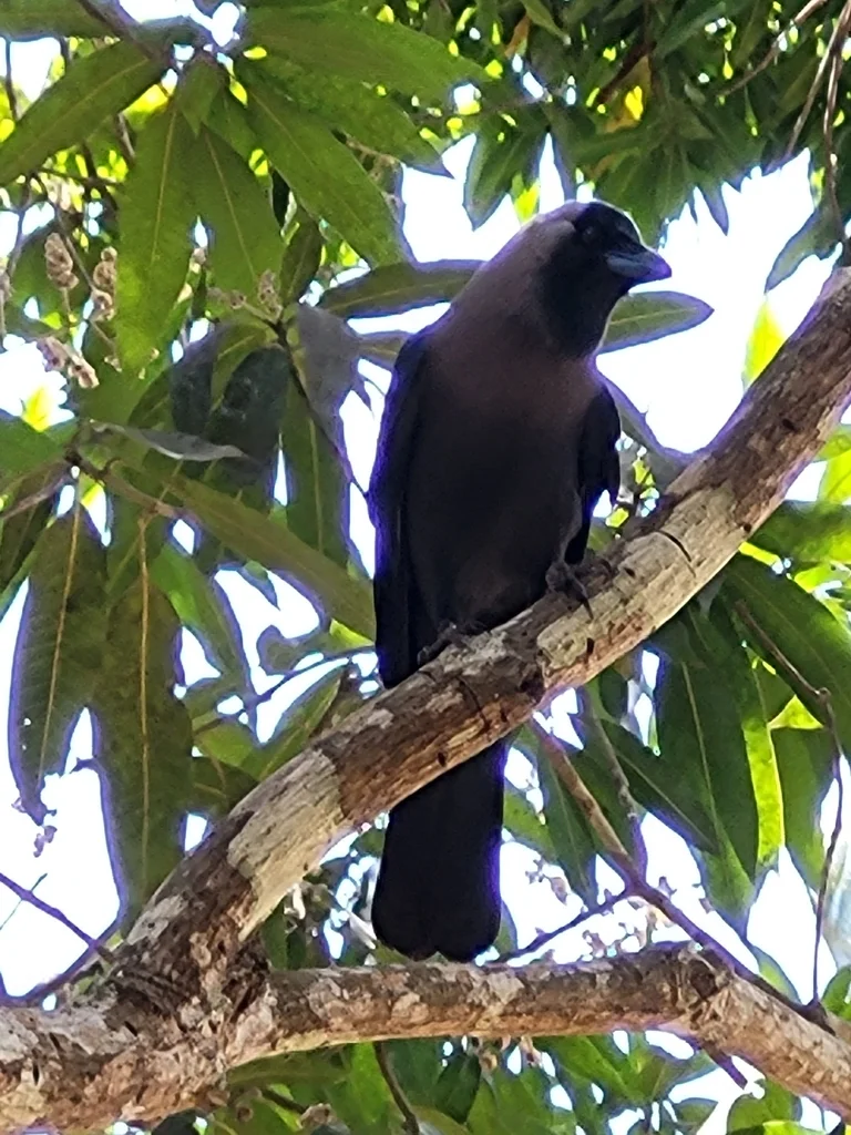 家鸦（Corvus splendens）
