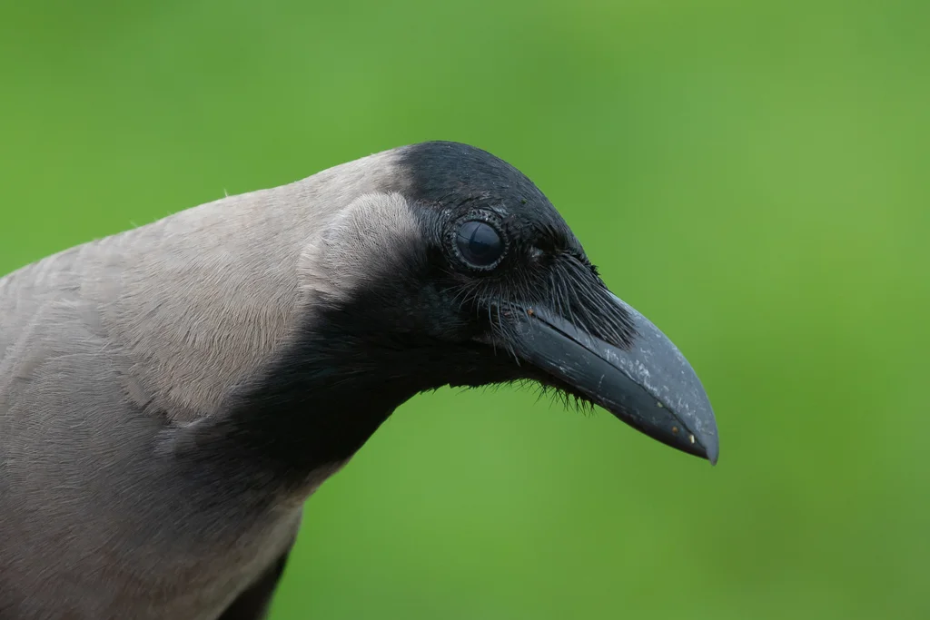 家鸦（Corvus splendens）