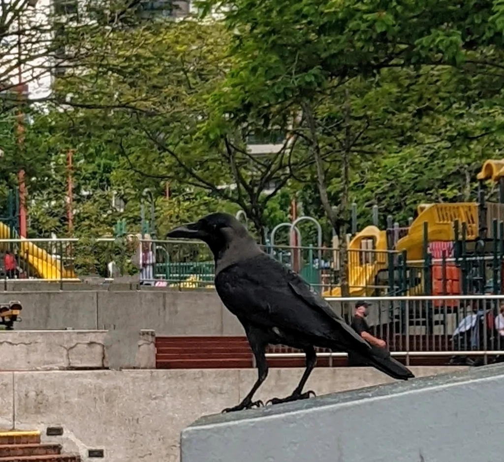 家鸦（Corvus splendens）