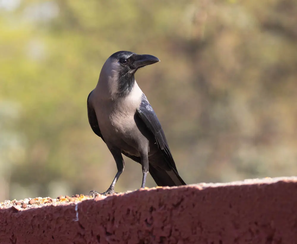 家鸦（Corvus splendens）