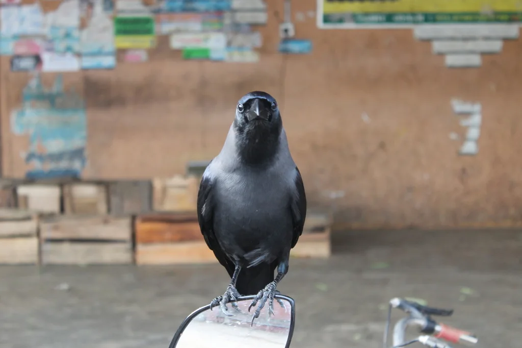 家鸦（Corvus splendens）