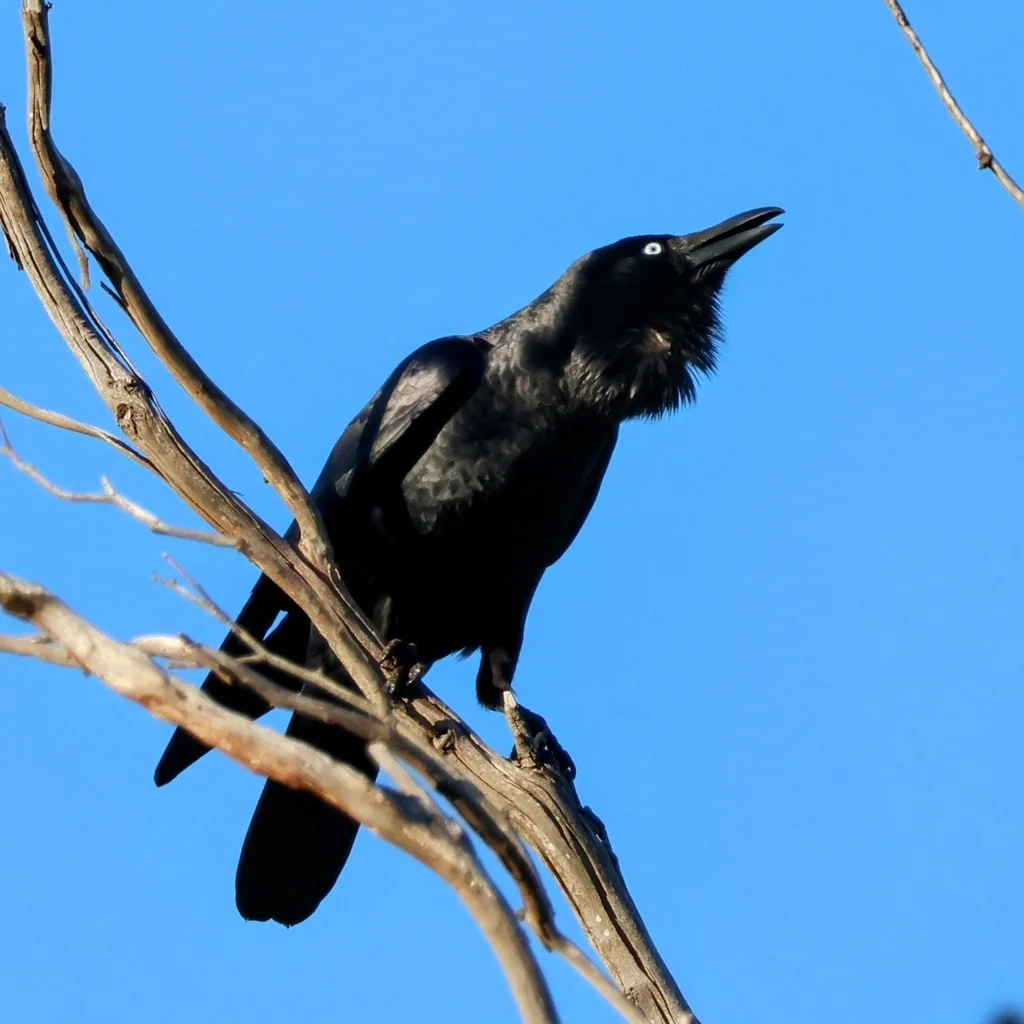 林渡鸦(Corvus tasmanicus)