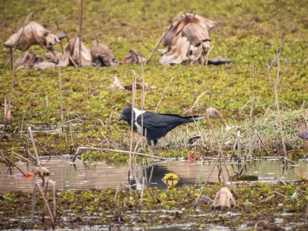 白颈鸦(Corvus torquatus)