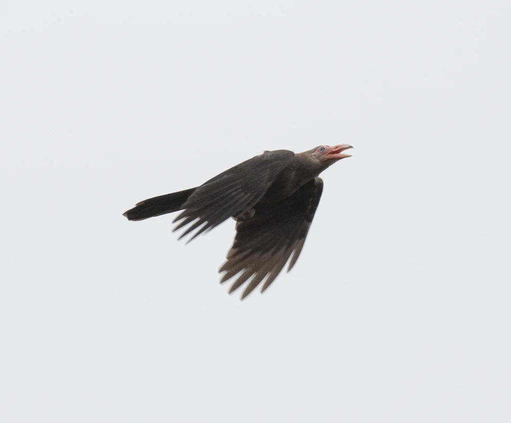 灰乌鸦(Corvus tristis)