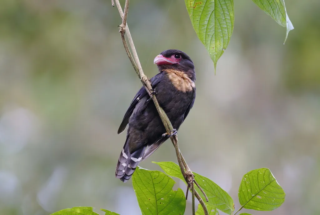 暗色阔嘴鸟(Corydon sumatranus)