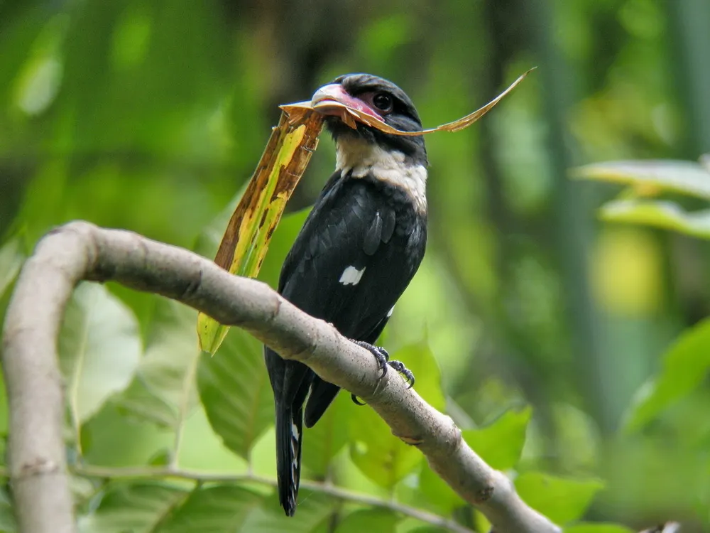 暗色阔嘴鸟(Corydon sumatranus)