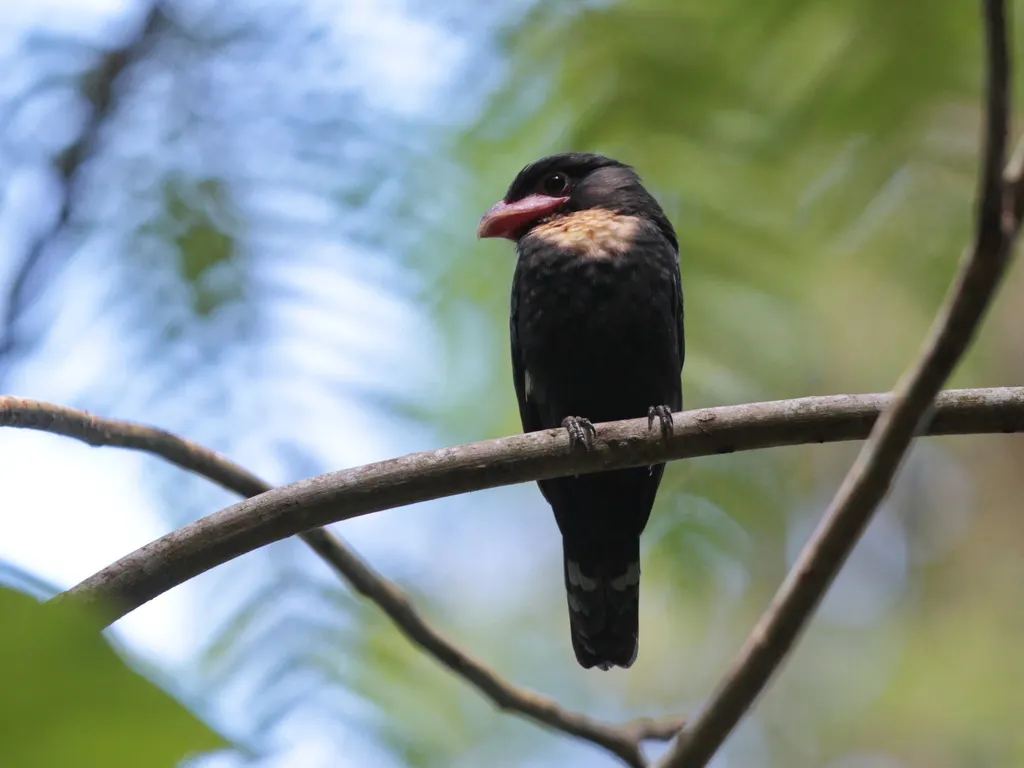 暗色阔嘴鸟(Corydon sumatranus)