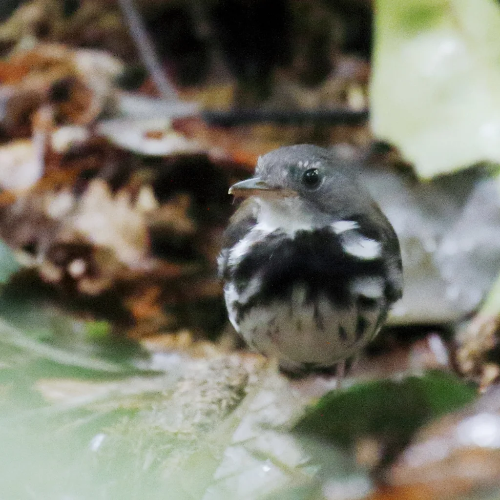 环蚁鹨(Corythopis torquatus)
