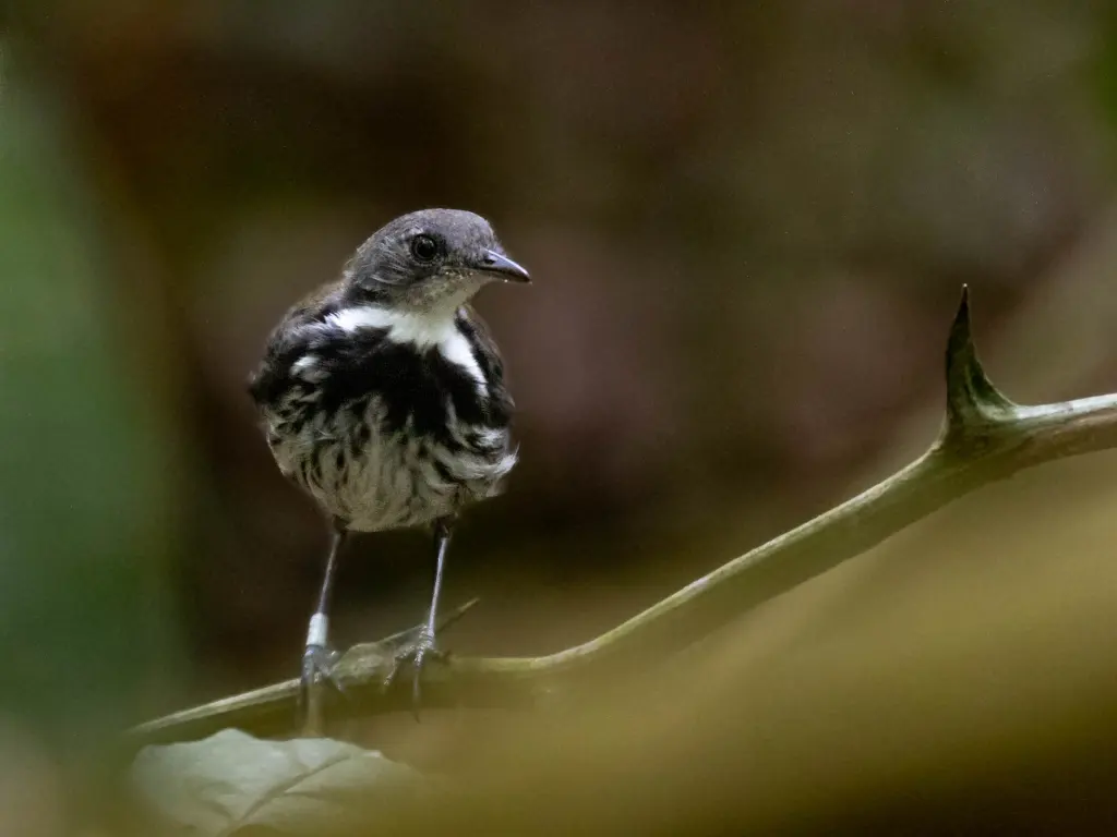 环蚁鹨(Corythopis torquatus)