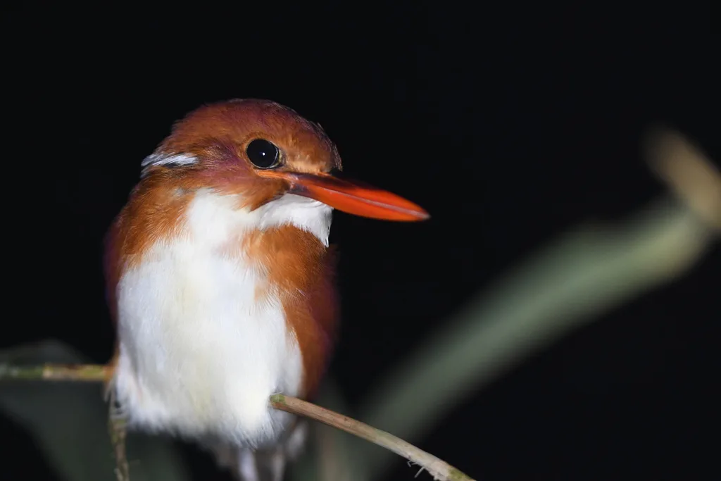 马岛小翠鸟(Corythornis madagascariensis)