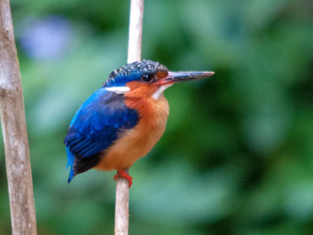 马岛翠鸟(Corythornis vintsioides)