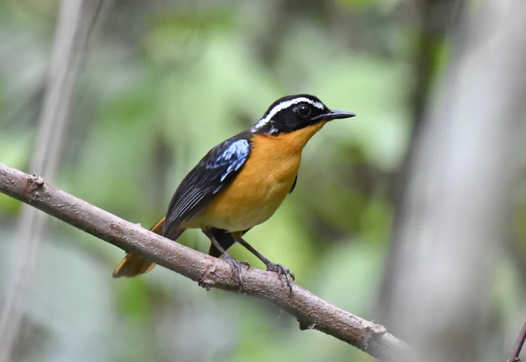 蓝肩歌䳭(Cossypha cyanocampter)