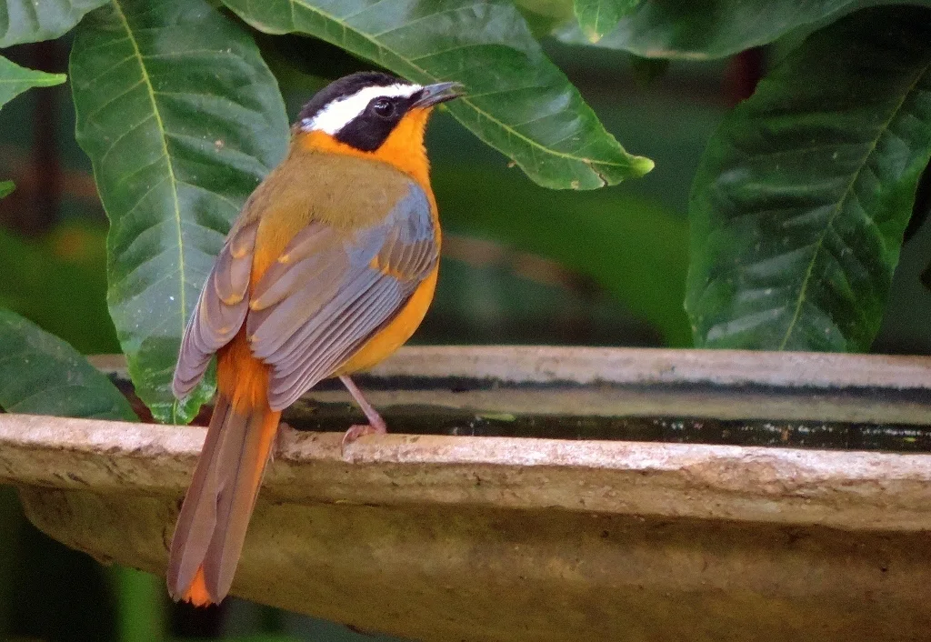 白眉歌䳭(Cossypha heuglini)