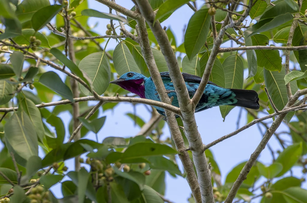 辉伞鸟(Cotinga cayana)