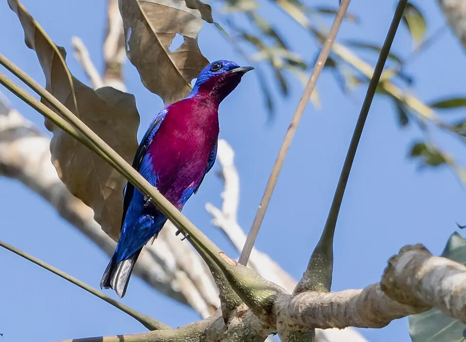 紫胸伞鸟(Cotinga cotinga)