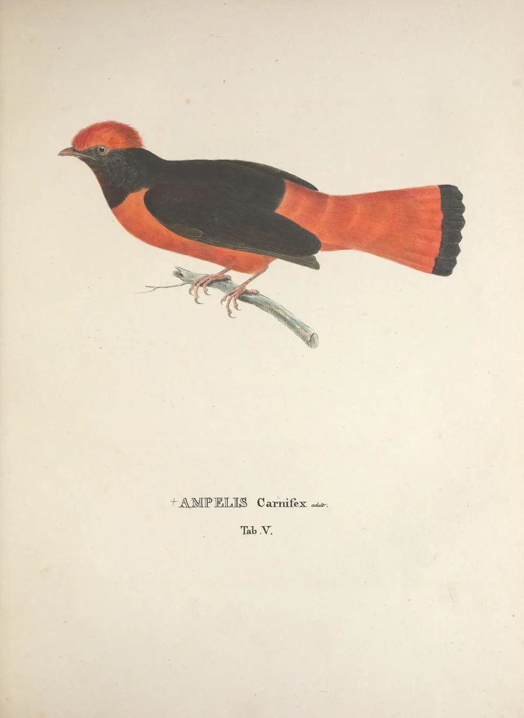 紫胸伞鸟(Cotinga cotinga)