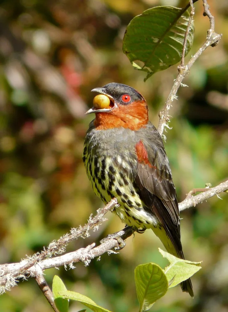 紫胸伞鸟(Cotinga cotinga)