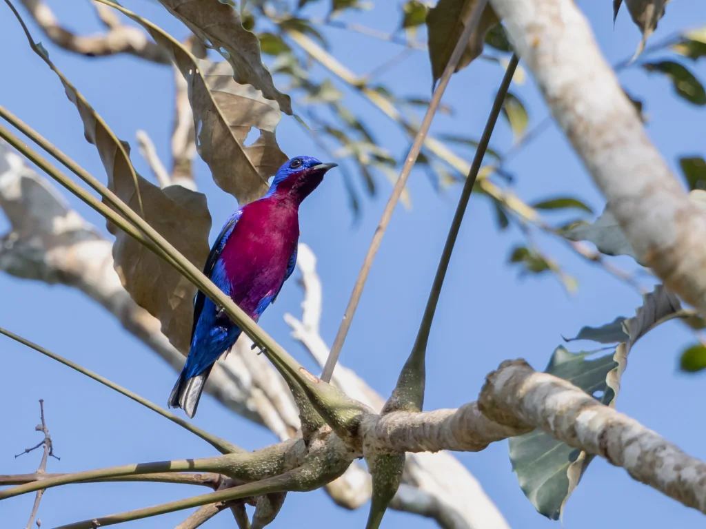 紫胸伞鸟(Cotinga cotinga)