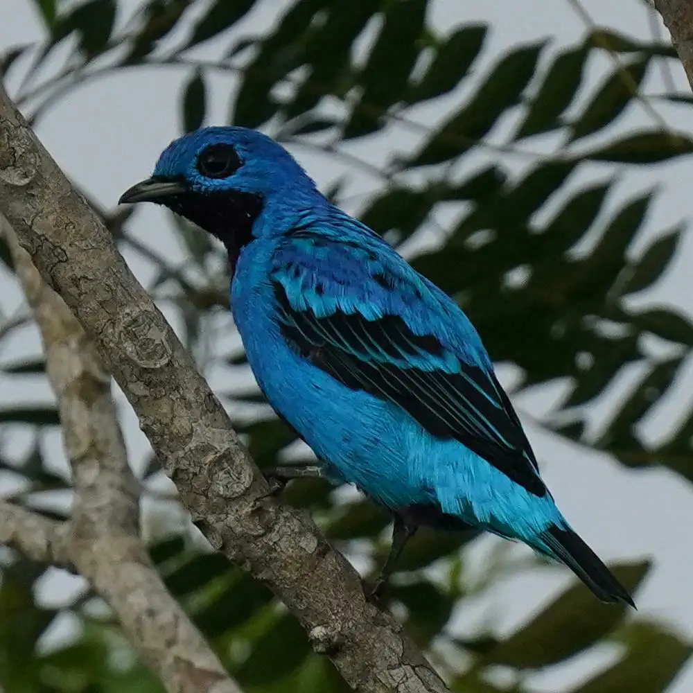 蓝伞鸟(Cotinga nattererii)